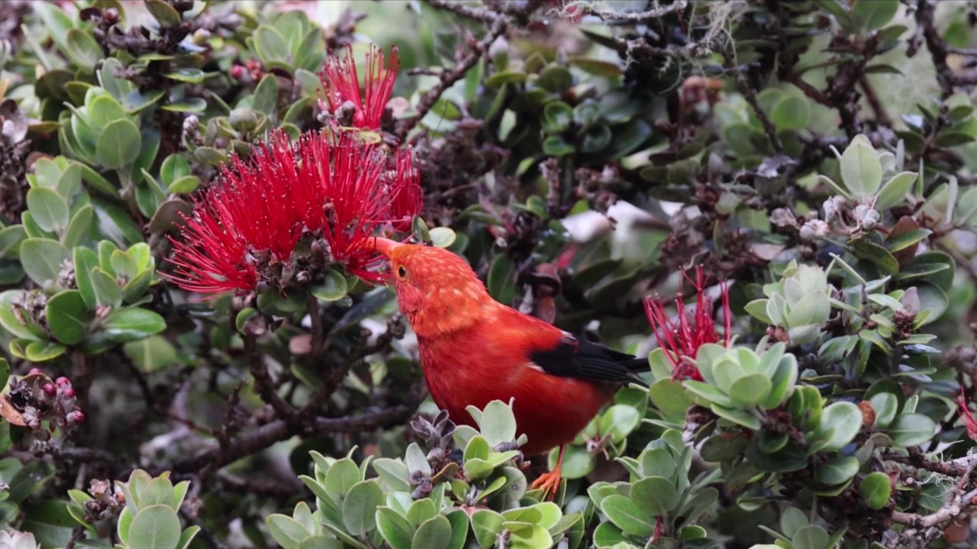 An ʻiʻiwi among ʻōhiʻa lehua flowers, from Jack’s wildlife film