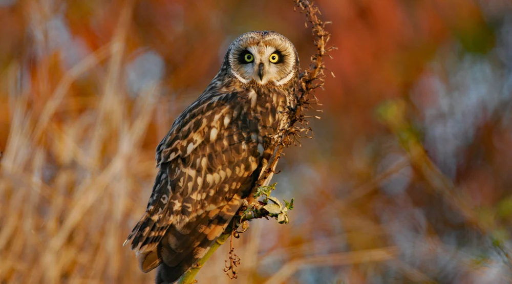 A pueo, the Hawaiian short-eared owl, perched on a branch